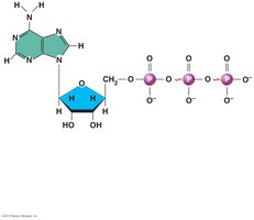 Structure of ATP