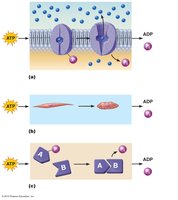 Examples of cellular work driven by ATP
