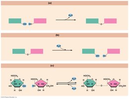 Dehydration synthesis and hydrolysis