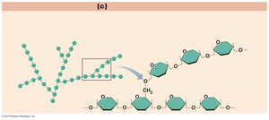 Polysaccharide structure (glycogen)