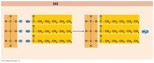 Triglyceride formation