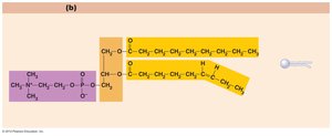 Phospholipid structure
