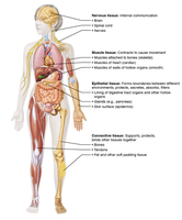 Diagram of four basic tissue types in the human body