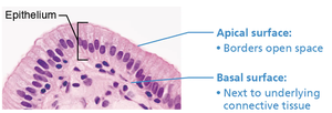 Histological section showing apical and basal surfaces of epithelium