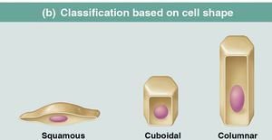Classification based on cell shape: squamous, cuboidal, columnar