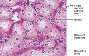 Histological section of simple cuboidal epithelium