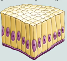 Diagram of simple columnar epithelium