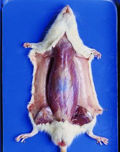 Rat with skin fully reflected, exposing musculature
