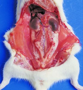 Dissected female rat, reproductive and urinary structures
