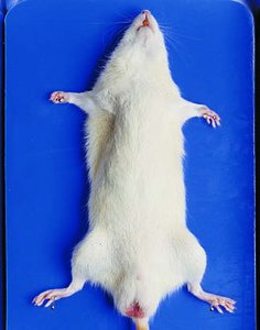 Rat secured on dissecting tray, dorsal side down