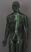 Diagram of the human lymphatic system