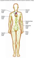 Locations of lymph nodes in the body