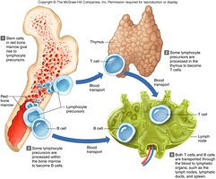 Lymphocyte origins and maturation