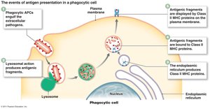 Antigen presentation by phagocytic cell