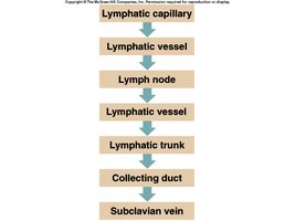 Summary of lymphatic pathway