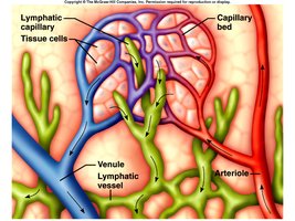 Lymphatic capillaries in tissue