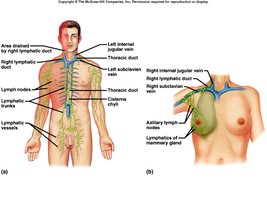 Areas drained by lymphatic ducts