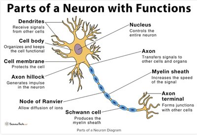 Parts of a neuron with functions