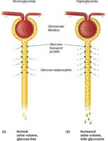 Normal vs. high glucose reabsorption in nephron