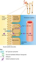 Sodium-glucose cotransport in the PCT