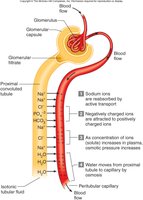 Diffusion and osmosis in the PCT