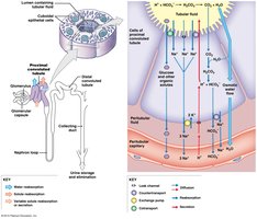 Countercurrent exchange in the nephron loop