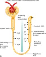 Transport in the nephron loop