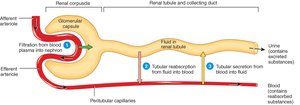 Diagram of nephron showing filtration, reabsorption, and secretion
