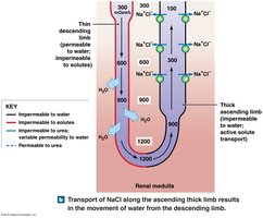Countercurrent multiplication and ADH regulation