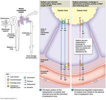 Sodium and potassium exchange in the DCT