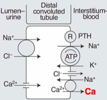 Calcium reabsorption in the DCT