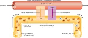 Tubular secretion of K+ and H+ in the DCT