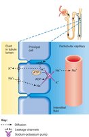 Reabsorption and secretion in the collecting duct