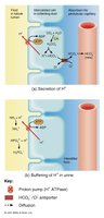 Proton pumps and bicarbonate reabsorption in intercalated cells