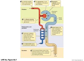 Diagram of filtration, reabsorption, and secretion in the nephron