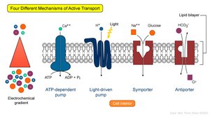 Mechanisms of active transport across membranes