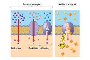 Passive and active transport across membranes