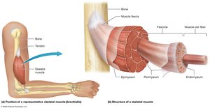 Structure of a skeletal muscle, showing muscle fiber, fascicle, perimysium, epimysium, and tendon