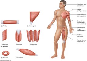 Muscle shapes and fascicle patterns: parallel, convergent, circular, fusiform, pennate