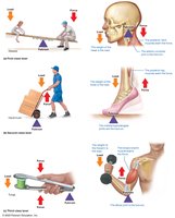 Lever systems: first-class, second-class, third-class levers in the body