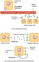 Circulating, paracrine, and autocrine hormone signaling