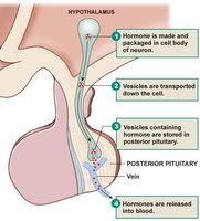 Posterior pituitary hormone release