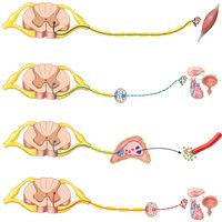 Comparison of nervous and endocrine system pathways