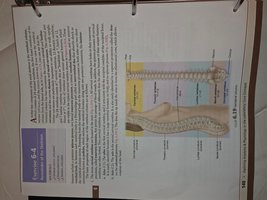 Labeled diagram of the vertebral column