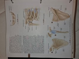 Labeled diagram of the pectoral girdle and upper limb