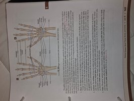 Labeled diagram of the radius and ulna