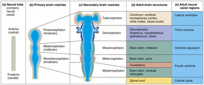 Embryonic development of the human brain