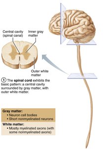 Pattern of distribution of gray and white matter in the CNS