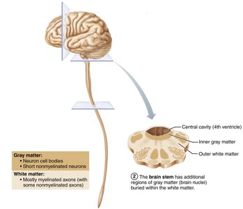 Pattern of distribution of gray and white matter in the CNS