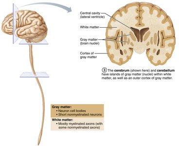 Pattern of distribution of gray and white matter in the CNS